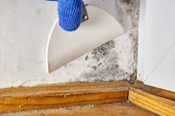 Best Indoor Air Quality Assessment  in Otsego, MN
