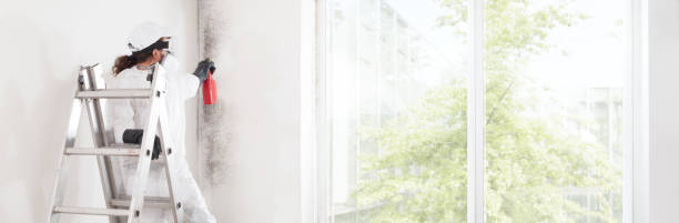 Best Mold Removal for HVAC Installations  in Otsego, MN